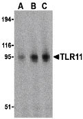 1 - TLR11 Antibody ASC10236