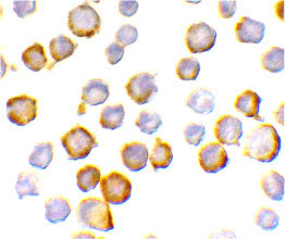 8 - SIGIRR Antibody ASC10260