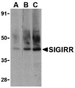 1 - SIGIRR Antibody ASC10260