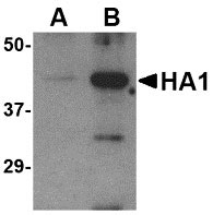 1 - Avian Influenza Hemagglutinin Antibody ASC10283