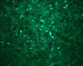 8 - West Nile Virus Core Antibody ASC10287