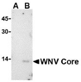 1 - West Nile Virus Core Antibody ASC10287