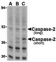 1 - Caspase-2 Antibody ASC10292