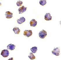 8 - Raptor Antibody ASC10309