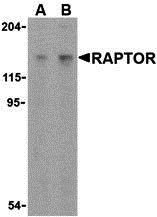 1 - Raptor Antibody ASC10309