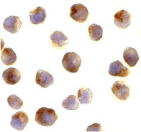 8 - Raptor Antibody ASC10310