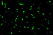 3 - Raptor Antibody ASC10310