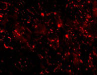 3 - CTRP3 Antibody ASC10336