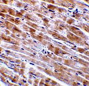 2 - CTRP3 Antibody ASC10336