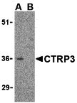 1 - CTRP3 Antibody ASC10336