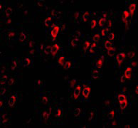 3 - CTRP4 Antibody ASC10337