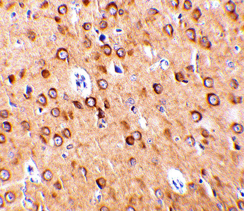 2 - CTRP4 Antibody ASC10337