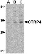 1 - CTRP4 Antibody ASC10337