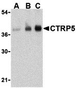 1 - CTRP5 Antibody ASC10339