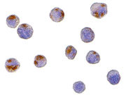 8 - CTRP6 Antibody ASC10341