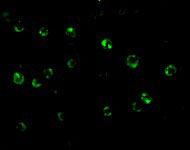 3 - CTRP6 Antibody ASC10341