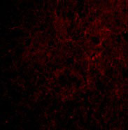 3 - CTRP6 Antibody ASC10342