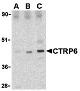 1 - CTRP6 Antibody ASC10342