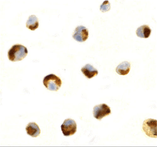 8 - CTRP7 Antibody ASC10343