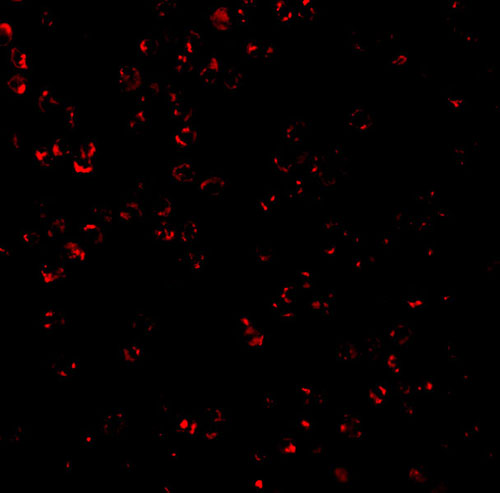 3 - CTRP7 Antibody ASC10343