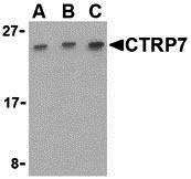 1 - CTRP7 Antibody ASC10343