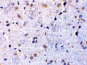 2 - CTRP7 Antibody ASC10344