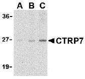 1 - CTRP7 Antibody ASC10344