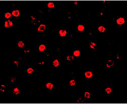 3 - T-cadherin Antibody ASC10345