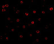 3 - T-cadherin Antibody ASC10345