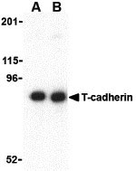 1 - T-cadherin Antibody ASC10345