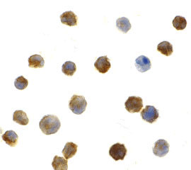 8 - IRAK2 Antibody ASC10350