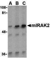 1 - IRAK2 Antibody ASC10351