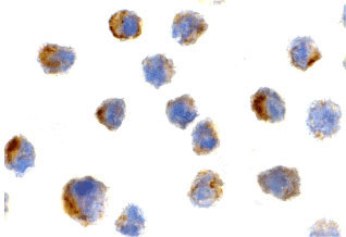 8 - Bit1 Antibody ASC10354
