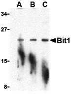 1 - Bit1 Antibody ASC10354