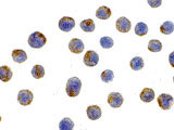 8 - LAMP-2 Antibody ASC10364