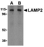 1 - LAMP-2 Antibody ASC10364