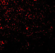 3 - TLR1 Antibody ASC10368