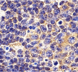 2 - TLR1 Antibody ASC10368