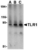 1 - TLR1 Antibody ASC10368