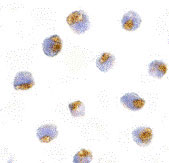 8 - TLR1 Antibody ASC10369
