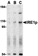 1 - IRE1p Antibody ASC10377