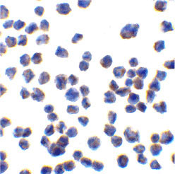 8 - CTRP7 Antibody ASC10385