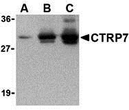 1 - CTRP7 Antibody ASC10385