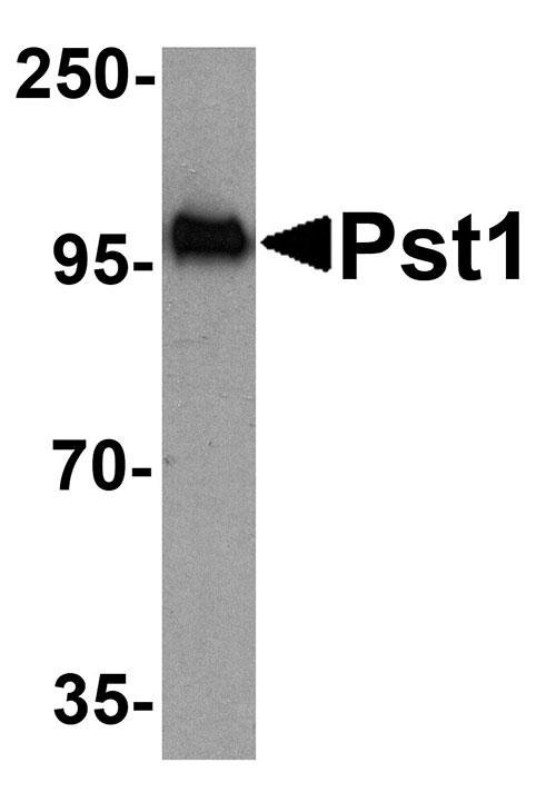 1 - Pst1 Antibody ASC10427