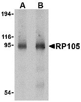 1 - RP105 Antibody ASC10428