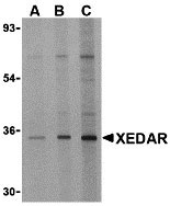 1 - XEDAR Antibody ASC10433