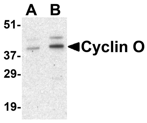 1 - Cyclin O Antibody ASC10436