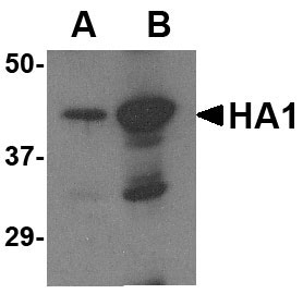 1 - Avian Influenza Hemagglutinin 2 Antibody ASC10455