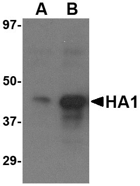 1 - Avian Influenza Hemagglutinin 3 Antibody ASC10456