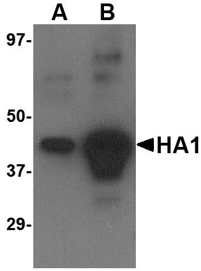 1 - Avian Influenza Hemagglutinin 4 Antibody ASC10457